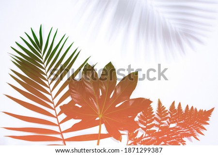 Sunshine. Summer tropical exotic leaves isolated on white background. Design for invitation cards, flyers. Abstract design templates for posters, covers, wallpapers with copyspace for text.