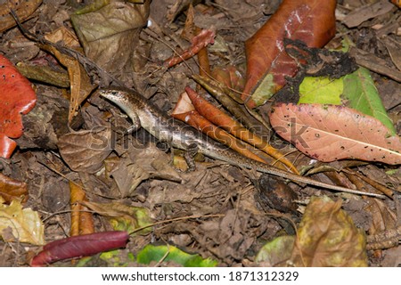 Wright's Skink, Wright's Mabuya (Trachylepis wrightii) lizard in the Fregate Island. Seychelles Royalty-Free Stock Photo #1871312329