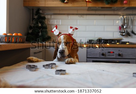 a Beagle dog with Christmas decorations on its head stands on its hind legs in the kitchen waiting for a treat.