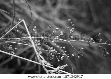 Blurred abstract black and white photo of last leaves on branches in autumn 