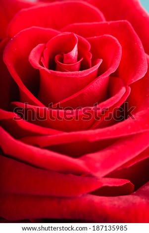 Gift for special occasion. Closeup of beautiful blossoming red rose flower as love background