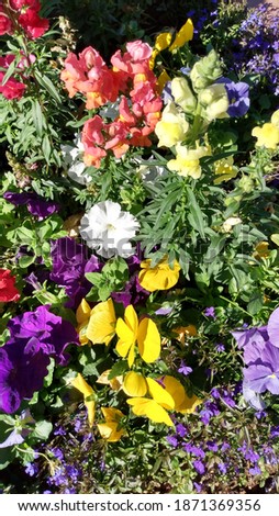 A colorful collection of pansy and snapdragon flowers in Palm Springs California