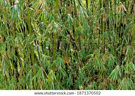Bamboo background in full size - Bamboo tropical forest
