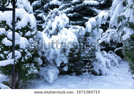 very snowy yard and trees in the snow. horizontal orientation photo