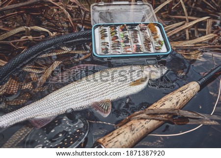 Grayling caught by fly fishing in a stream.