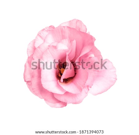 Beautiful fresh Eustoma flower isolated on white Royalty-Free Stock Photo #1871394073