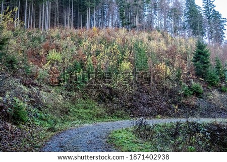 Footpath in coniferous forest, Big Fatra mountains, Slovak republic. Hiking theme. Seasonal natural scene.