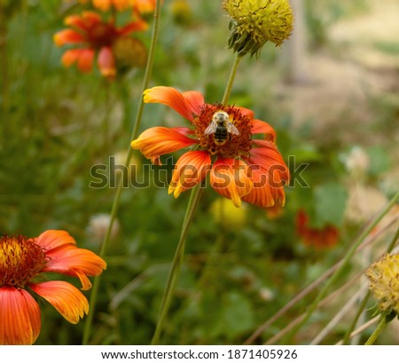 Flowers in the garden. A beautiful red and yellow flower and a dead bee on the flower.