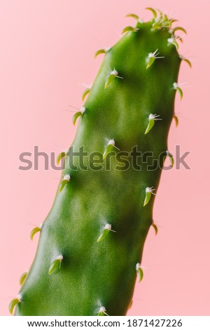 Close-up detail of flat and long green cactus on a pink background. Minimal decoration plant on color background with copy space. Joyful color and stylish summer fine art for print and web design.