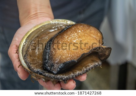 The black lip abalone, Haliotis rubra, an Australian specie of large, edible sea snail, a marine gastropod mollusk in the family Haliotidae, the abalone Royalty-Free Stock Photo #1871427268
