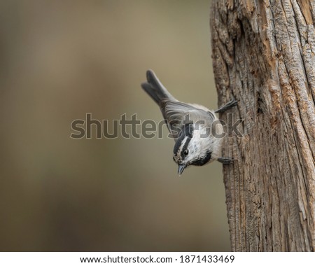 A mountain chickadee pauses on an old tree trunk near Iron Mountain, Wyoming