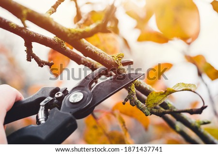 Final garden work of autumn. Farmer hand prunes and cuts branches of a tree in the garden with pruning shears or secateurs in autumn. Man pruning tree with clippers. Autumn cut tree close up. Royalty-Free Stock Photo #1871437741