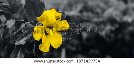Concept of color of year 2021. Ultimate Gray and Illuminating. Yellow flowers. Banner image, copy space