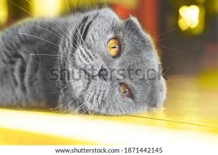 Gray British breed cat lying on the floor on sunlight. Scotish fold cat in home interiors. Concept of Color of the Year 2021 with bright illuminating yellow and gray colours. Soft focus, close-up.