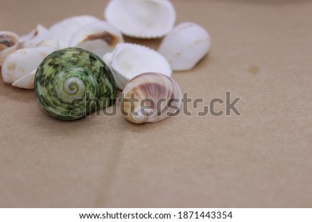 sea shells in a yellow basket with brown and white background