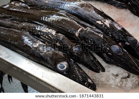 Black scabbard fish on the island of Madeira, Fish on market, black scabbard (espada) in fish market Royalty-Free Stock Photo #1871443831