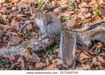 Curious cute eastern grey squirrel sitting on a fallen branch in the woodlands surrounded by leaves posing for a picture on a sunny day in winter