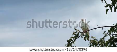 White turtle dove (Streptopelia roseogrisea) sitting on tree branch. Light blue sky background behind the bird. Wide format banner.