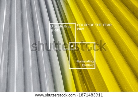 Palm leaf painted in the main color trends of the year. Ready-made background with borders and text, the main concept of 2021. Natural background in stylish colors with gradient