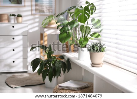 Beautiful potted plants on window sill at home