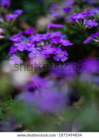 Small purple flowers. Floral background. floral card. Selective focus.