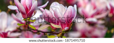 Beautiful Flowering Magnolia Tree, banner. Chinese Magnolia pink blossom with tulip-shaped flowers in garden