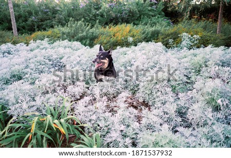 A Portrait of a dog in the park with white and green plants in the background