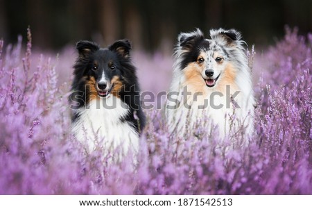 Two cute shelties in flowers in a clearing near the forest. Royalty-Free Stock Photo #1871542513