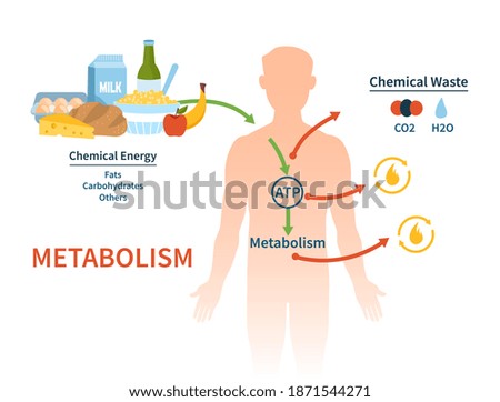 Human metabolism vector banner. Labeled chemical energy educational scheme. Explanation diagram with food carbohydrates, fats and proteins reactions to create ATP and heat. Biological diet infographic Royalty-Free Stock Photo #1871544271