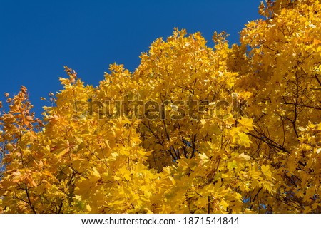 Autumn. Yellow and red maple leaves hang from the trees. Autumn maples in the park. Autumn leaf fall. Maple leaves fell from the trees to the ground. Bright maple leaves.