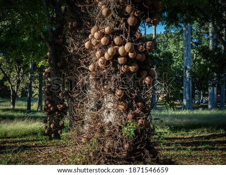 Tropical exotic tree with nuts. Background