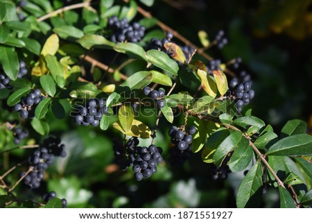 Branches with berries of Ligustrum sinense or Chinese privet, in the garden. Royalty-Free Stock Photo #1871551927