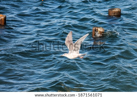 Seagulls flying over the water