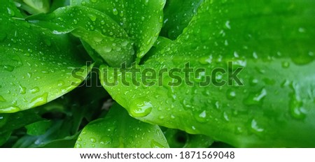 green leaves in the garden,in the morning with water drop after rain
