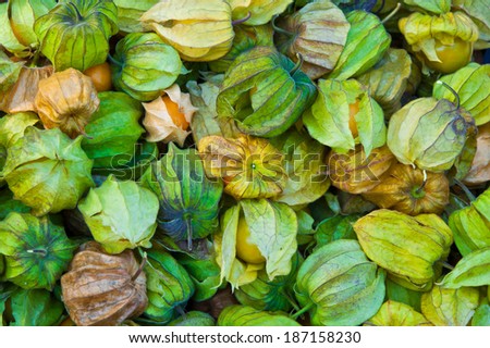 The group of Cape gooseberry or Physalis peruviana L. which grow in Thailand