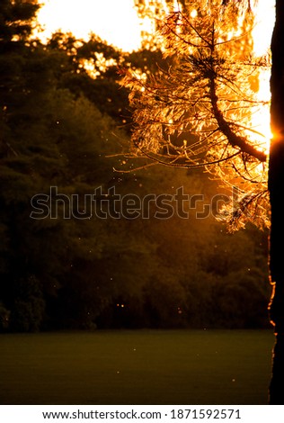 Sunset through trees in park golden shadows