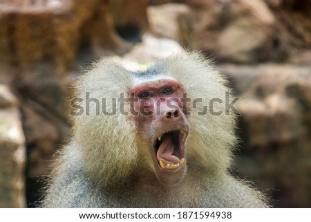 A Hamadryas baboon (Papio hamadryas) is opening the mouth.  
It is a species of baboon from the Old World monkey family. It appears in various roles in ancient Egyptian religion.