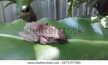 Common tree frog (Polypedates leucomystax) on bird's nest fern leaf in the garden.