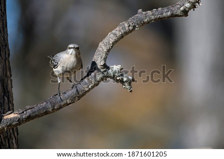 Northern Mockingbird perched in tree