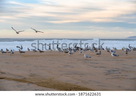 Sunset on the beach and flock of birds, pelicans and seagulls