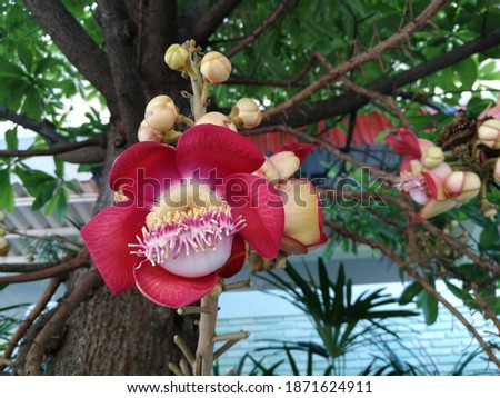 Close-up of a single cannonball tree flower bunch on its tree branches.  Cannonball tree in the garden, tropical tree in Thailand.