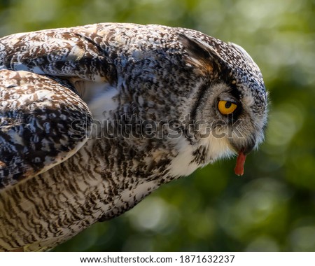 Beautiful horned owl portrait. Green tree branches in the background. This grey and yellow bird is eating its prey. Close up picture