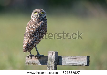 Burrowing Owl Sitting Alone on Fence