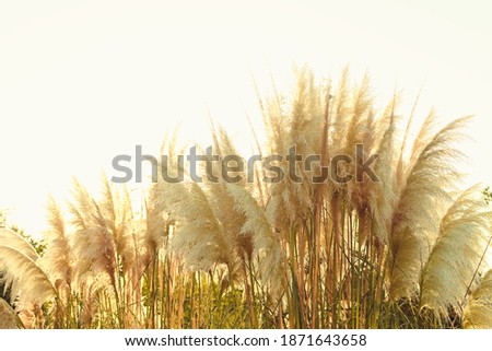 Blurred floral background of raster cortaderia in yellow tones. Natural background in yellow colors. Copy space