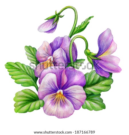 pink purple pansy viola flowers composition, isolated watercolor illustration