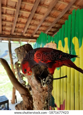 Parrot is a species in the genus Eclectus. Species This is a bird with a crooked beak with a variety of uniqueness, including physical form, chirping and behavior.