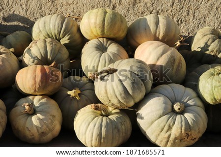 Pumpkins in front of the earthen wall