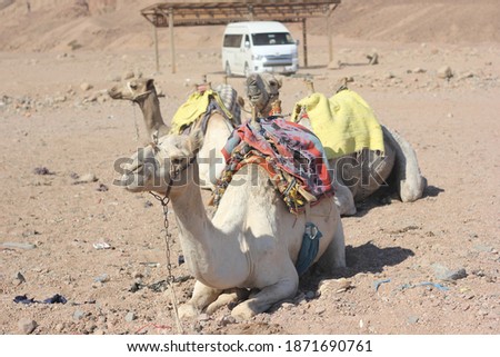 A camels on the sand
