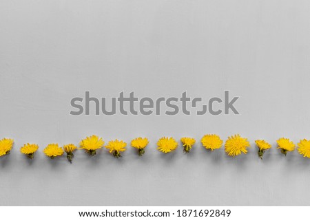 Yellow flowers row on gray wooden background. Flat lay, copy space. Color 2021.