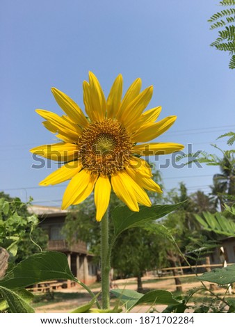 Yellow sunflowers in Thailand are very beautiful